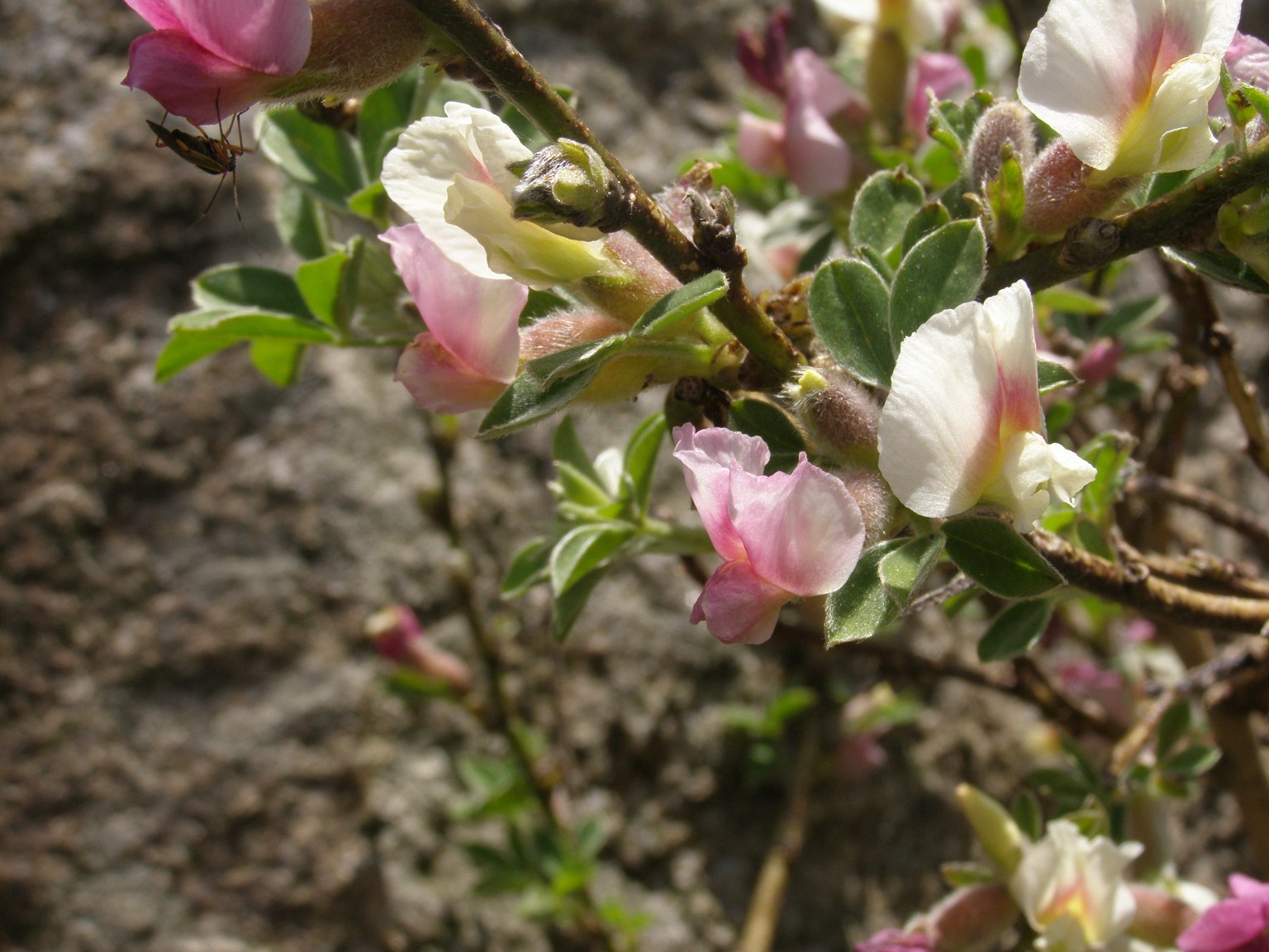 Cytisus proteus / Citiso proteo